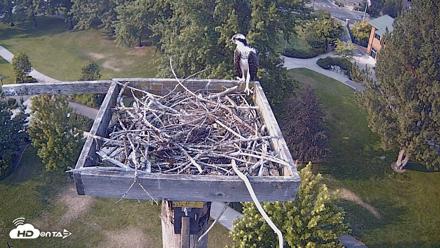 Coeur d'Alene Idaho Live Geese Cam - Aug 3, 2026, 5:55pm PDT