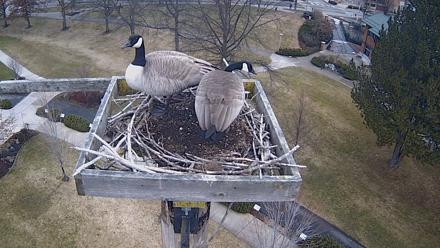 Coeur d'Alene Idaho Live Geese Cam - Jan 31, 2026, 8:14am PST