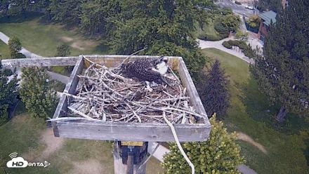 Coeur d'Alene Idaho Live Geese Cam - Aug 7, 2026, 1:51pm PDT