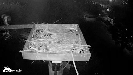 Coeur d'Alene Idaho Live Geese Cam - Jul 30, 2026, 4:29am PDT