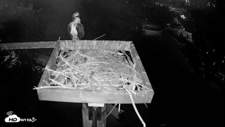 Coeur d'Alene Idaho Live Geese Cam - Aug 22, 2026, 3:17am PDT