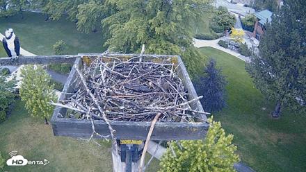 Coeur d'Alene Idaho Live Geese Cam - May 27, 2026, 5:38am PDT