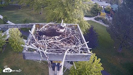 Coeur d'Alene Idaho Live Geese Cam - May 18, 2026, 7:05am PDT