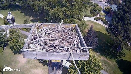 Coeur d'Alene Idaho Live Geese Cam - Jul 28, 2026, 11:37am PDT