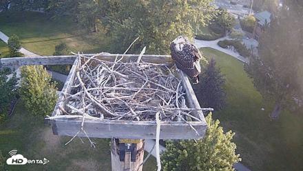 Coeur d'Alene Idaho Live Geese Cam - Jul 25, 2026, 6:34am PDT