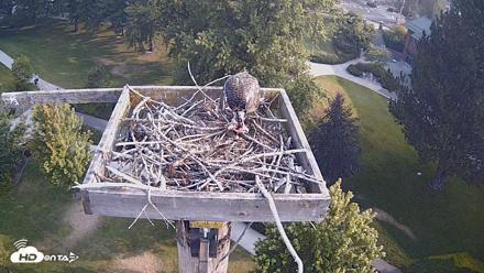 Coeur d'Alene Idaho Live Geese Cam - Aug 4, 2026, 8:06am PDT