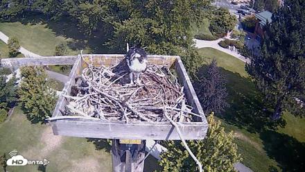 Coeur d'Alene Idaho Live Geese Cam - Aug 19, 2026, 11:20am PDT