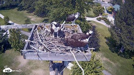 Coeur d'Alene Idaho Live Geese Cam - Jul 28, 2026, 2:16pm PDT