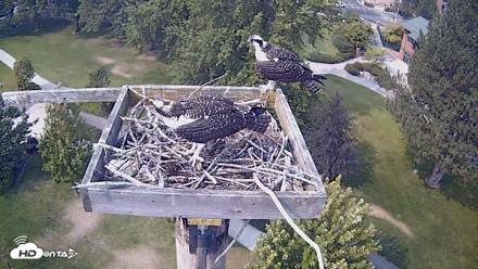 Coeur d'Alene Idaho Live Geese Cam - Aug 7, 2026, 3:37pm PDT