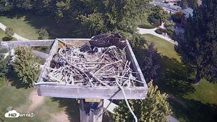 Coeur d'Alene Idaho Live Geese Cam - Aug 16, 2026, 10:22am PDT