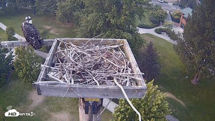 Coeur d'Alene Idaho Live Geese Cam - Aug 2, 2026, 6:20pm PDT