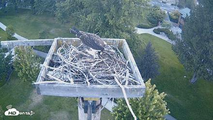 Coeur d'Alene Idaho Live Geese Cam - Aug 22, 2026, 6:09am PDT