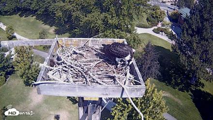 Coeur d'Alene Idaho Live Geese Cam - Aug 20, 2026, 12:02pm PDT