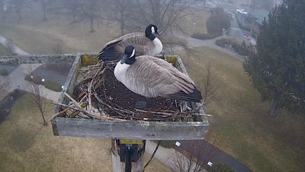 Coeur d'Alene Idaho Live Geese Cam - Feb 1, 2026, 8:15am PST