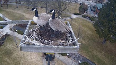Coeur d'Alene Idaho Live Geese Cam - Jan 31, 2026, 8:17am PST