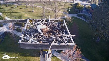 Coeur d'Alene Idaho Live Geese Cam - Apr 23, 2026, 7:37am PDT