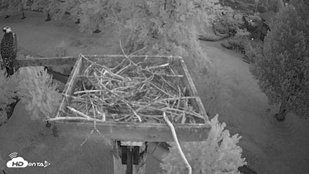 Coeur d'Alene Idaho Live Geese Cam - Aug 5, 2026, 5:17am PDT