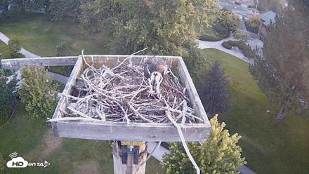 Coeur d'Alene Idaho Live Geese Cam - Aug 21, 2026, 6:36am PDT