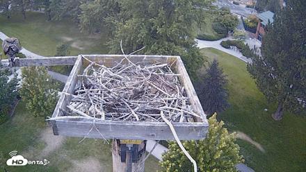 Coeur d'Alene Idaho Live Geese Cam - Aug 5, 2026, 7:57pm PDT