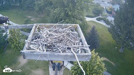 Coeur d'Alene Idaho Live Geese Cam - Aug 3, 2026, 5:32am PDT