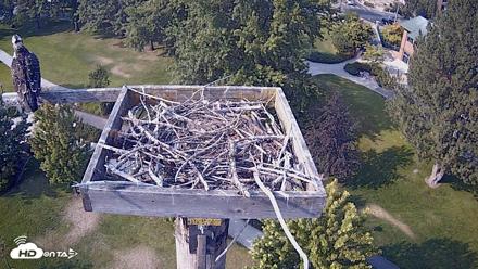 Coeur d'Alene Idaho Live Geese Cam - Aug 14, 2026, 4:52pm PDT