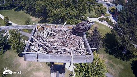 Coeur d'Alene Idaho Live Geese Cam - Jul 24, 2026, 1:01pm PDT