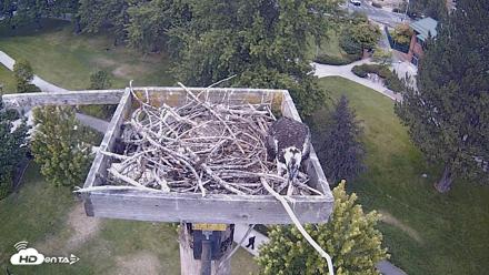 Coeur d'Alene Idaho Live Geese Cam - Aug 19, 2026, 3:09pm PDT