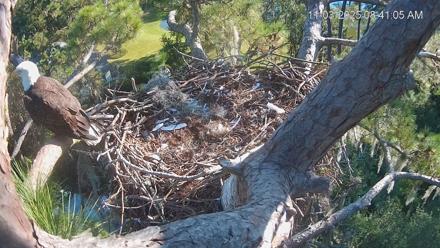 Dataw Island Conservancy Eagles Live Webcam - Nov 3, 2025, 8:41am EST