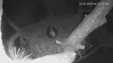 Dataw Island Conservancy Eagles Live Webcam - Oct 30, 2025, 4:31am EDT