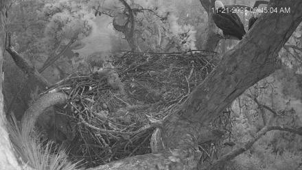 Dataw Island Conservancy Eagles Live Webcam - Nov 21, 2025, 6:45am EST