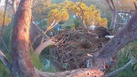 Dataw Island Conservancy Eagles Live Webcam - Dec 10, 2025, 7:25am EST