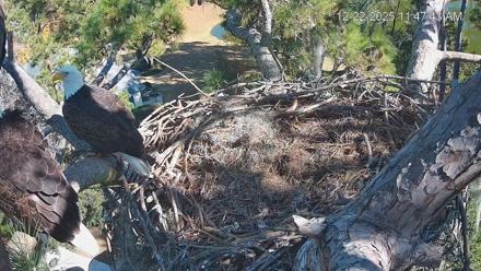 Dataw Island Conservancy Eagles Live Webcam - Dec 22, 2025, 11:48am EST