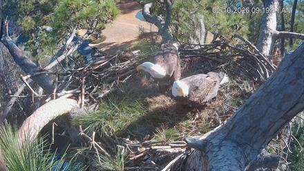 Dataw Island Conservancy Eagles Live Webcam - Feb 10, 2026, 9:20am EST