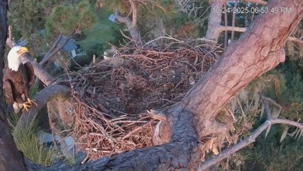 Dataw Island Conservancy Eagles Live Webcam - Oct 24, 2025, 6:54pm EDT