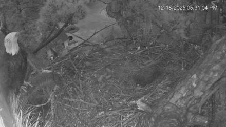Dataw Island Conservancy Eagles Live Webcam - Dec 18, 2025, 5:31pm EST