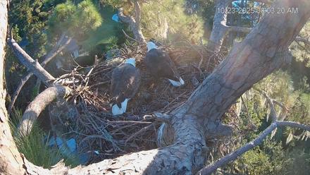 Dataw Island Conservancy Eagles Live Webcam - Oct 23, 2025, 8:04am EDT