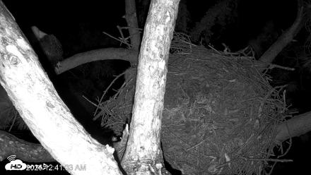 Dataw Island Conservancy Eagles Live Webcam - Oct 10, 2026, 1:42am EDT