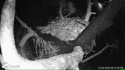 Dataw Island Conservancy Eagles Live Webcam - Oct 29, 2026, 8:35pm EDT