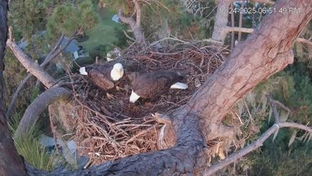 Dataw Island Conservancy Eagles Live Webcam - Oct 24, 2025, 6:52pm EDT