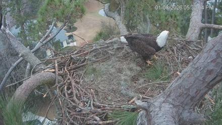 Dataw Island Conservancy Eagles Live Webcam - Jan 8, 2026, 5:32pm EST
