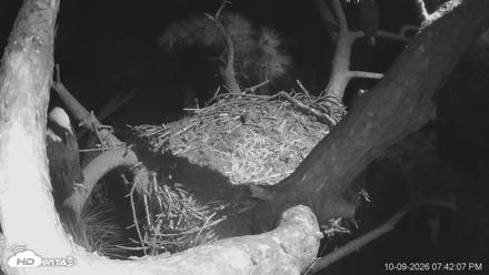 Dataw Island Conservancy Eagles Live Webcam - Oct 9, 2026, 7:43pm EDT
