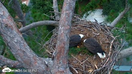 Dataw Island Conservancy Eagles Live Webcam - Oct 9, 2026, 6:55pm EDT