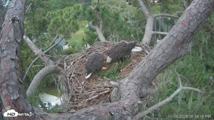 Dataw Island Conservancy Eagles Live Webcam - Oct 9, 2026, 6:54pm EDT