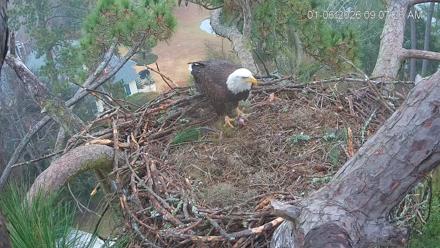 Dataw Island Conservancy Eagles Live Webcam - Jan 6, 2026, 9:08am EST