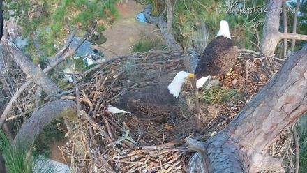 Dataw Island Conservancy Eagles Live Webcam - Dec 28, 2025, 3:43pm EST
