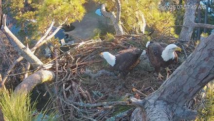Dataw Island Conservancy Eagles Live Webcam - Jan 19, 2026, 7:58am EST
