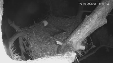 Dataw Island Conservancy Eagles Live Webcam - Oct 10, 2025, 8:12pm EDT