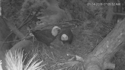 Dataw Island Conservancy Eagles Live Webcam - Jan 14, 2026, 7:06am EST
