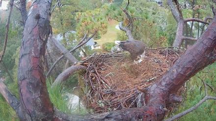 Dataw Island Conservancy Eagles Live Webcam - Dec 6, 2025, 2:50pm EST