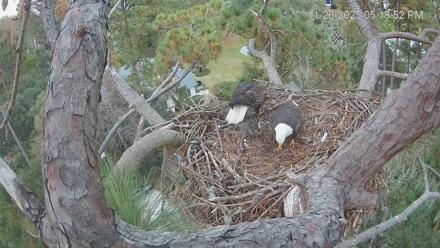 Dataw Island Conservancy Eagles Live Webcam - Nov 26, 2025, 5:19pm EST